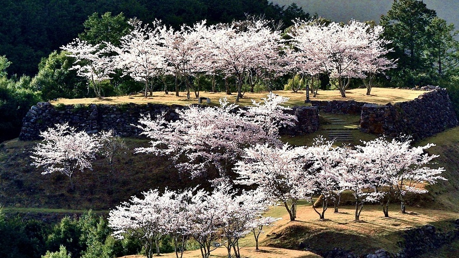 赤木城跡の桜と石垣